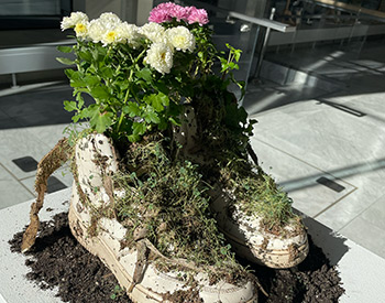 sneaker garden