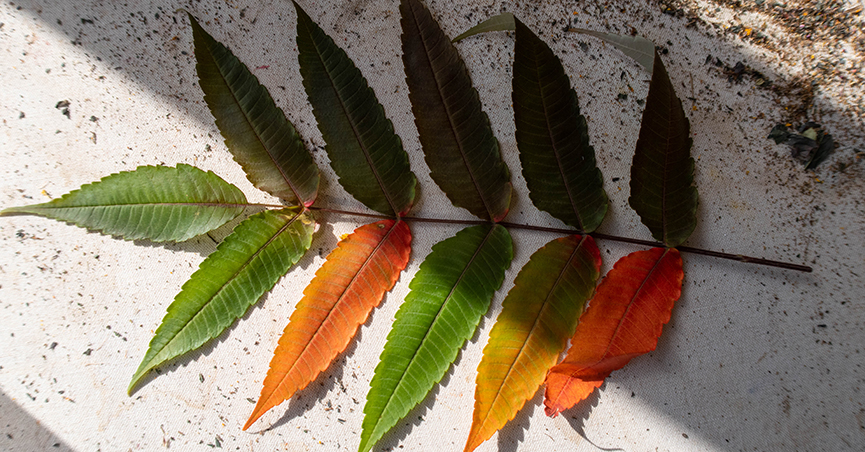 leaves on stone